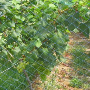 Wholesale Agricultural anti-bird net / Invisible Anti bird net / Garden Vineyard from china suppliers