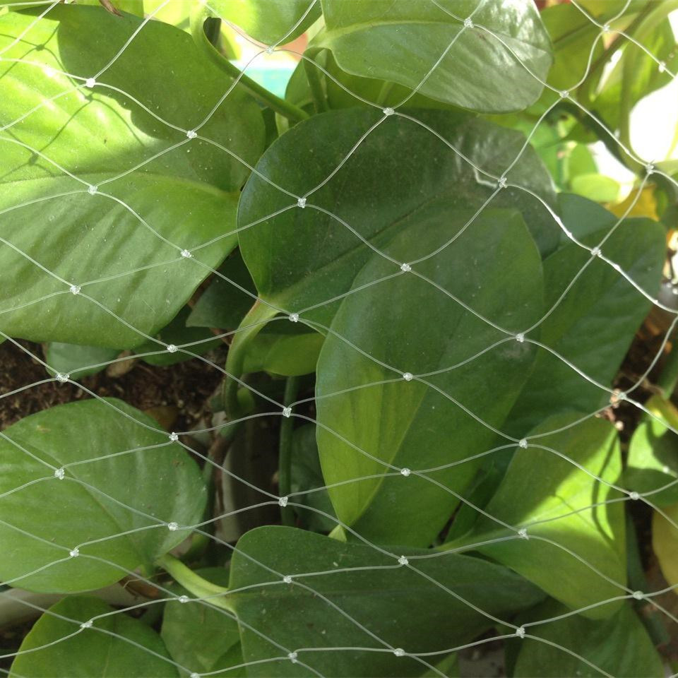 Wholesale customizable various agricultural anti bird netting from china suppliers