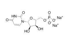 Wholesale Uridine 5′-monophosphate Disodium Salt Uridine from china suppliers