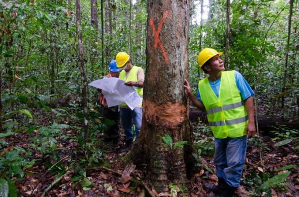 Visible Bright Colors Forestry Tree Marking Paint For Timber Processing Industries Use