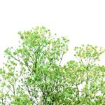 Home Decorations Everlasting Beautiful Dried Flowers Babys breath Preserved
