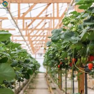 Wholesale Galvanized Steel Hydroponics Strawberry Greenhouse Large Size from china suppliers