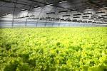 120° 630W Horticulture Full Spectrum IP65 LED Grow Lights
