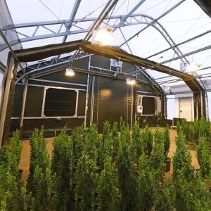 Wholesale Easy Install Temperature Humidity Control Single Span Black Out Light Deprivation Greenhouse from china suppliers