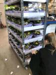 Plant Dutch Flower Trolley CC Plywood Garden Tool Cart 400KG Load Capacity