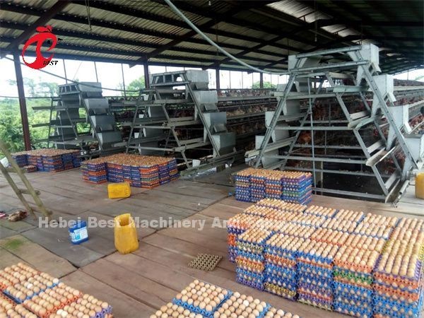 Automatic Electric Control Poultry Layer Cage System 4 Tier Farm Design Ada