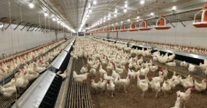 Prefabricated Steel Structure Chicken Coop with Stable Structure and Labor Saving Design