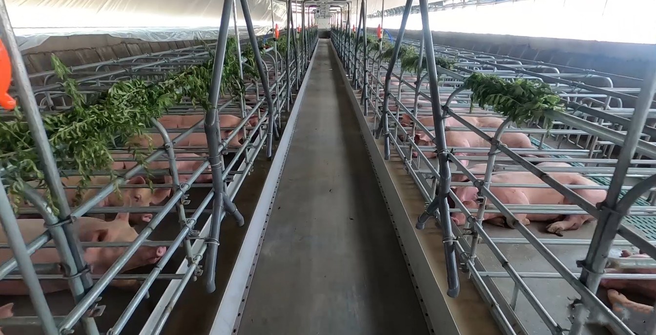 1500 Sows Pig Farm Project Equipment Maternity Cage For Sow