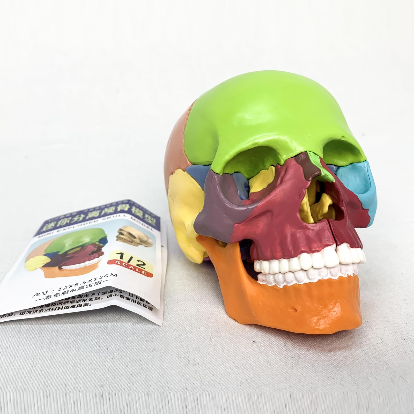Verisimilitude Accurate Color Flexible Medical Dental Clinic Teaching Equipment 15 Pieces Exploded Head Bone Model