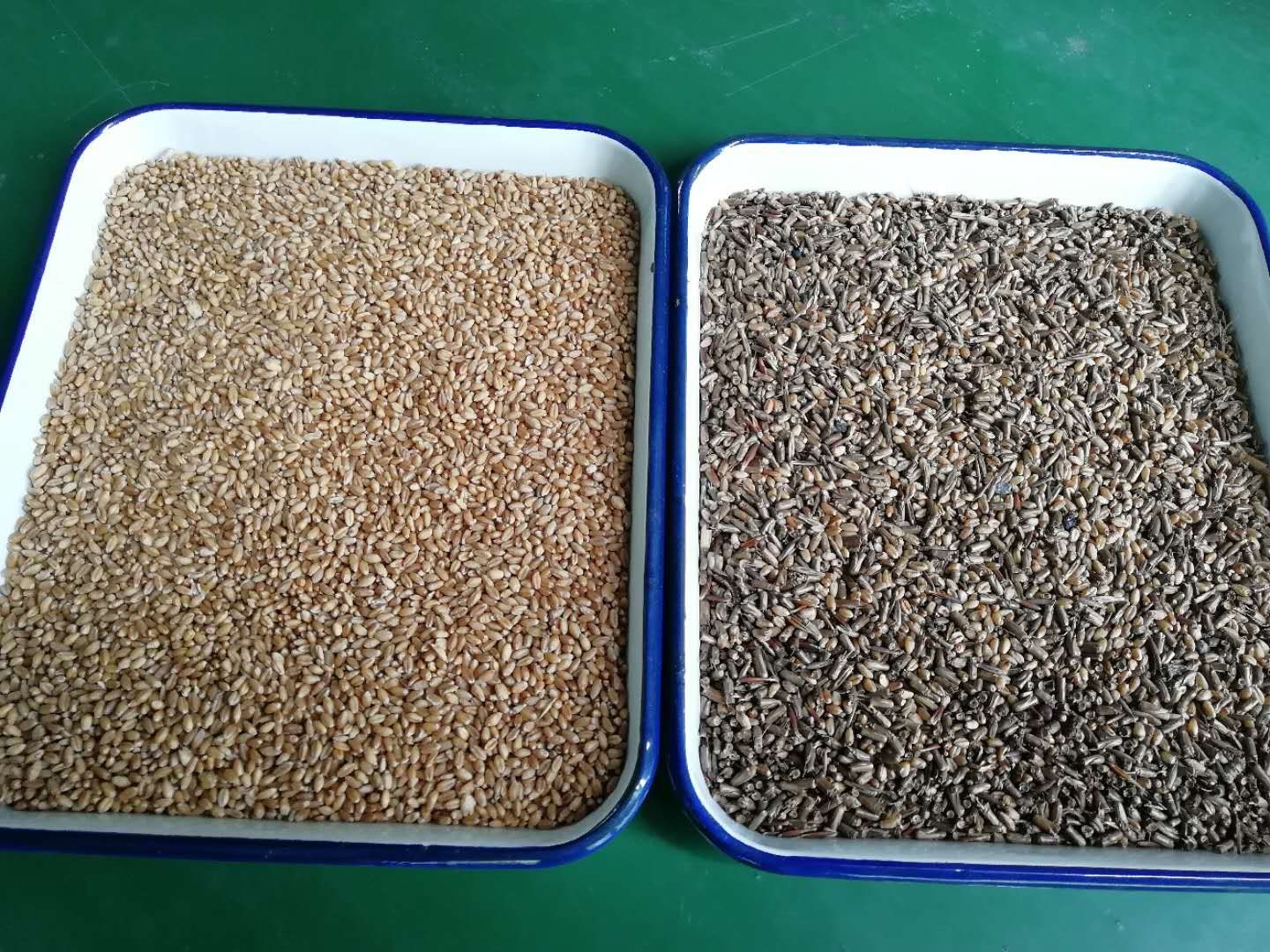 Grain Oat Color Sorting Machine For Barley Wheat