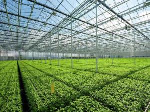 Wholesale Tempered Vegetable Plants Growing Greenhouse from china suppliers