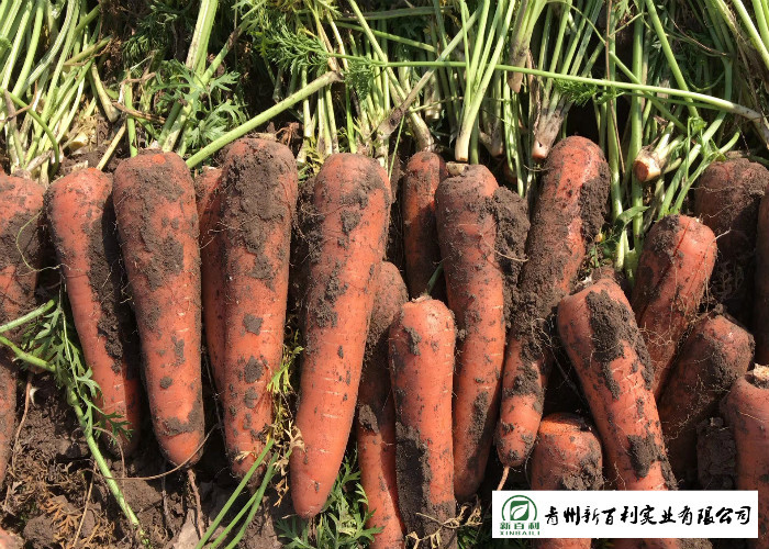 Japan Standard Fresh Organic Carrots Own Plantation Supply To Supermarket