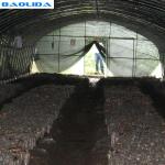 Vegetable Growing Plastic Tunnel Greenhouse Ultraviolet Proof