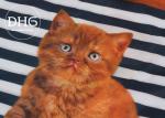 Promotional Oilcloth Custom Tote Bags Waterproof Monogrammed Heavy Duty