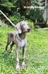 Manufacture Direct Selling Durable Dog Harness Walking Pet Accessory Waterproof