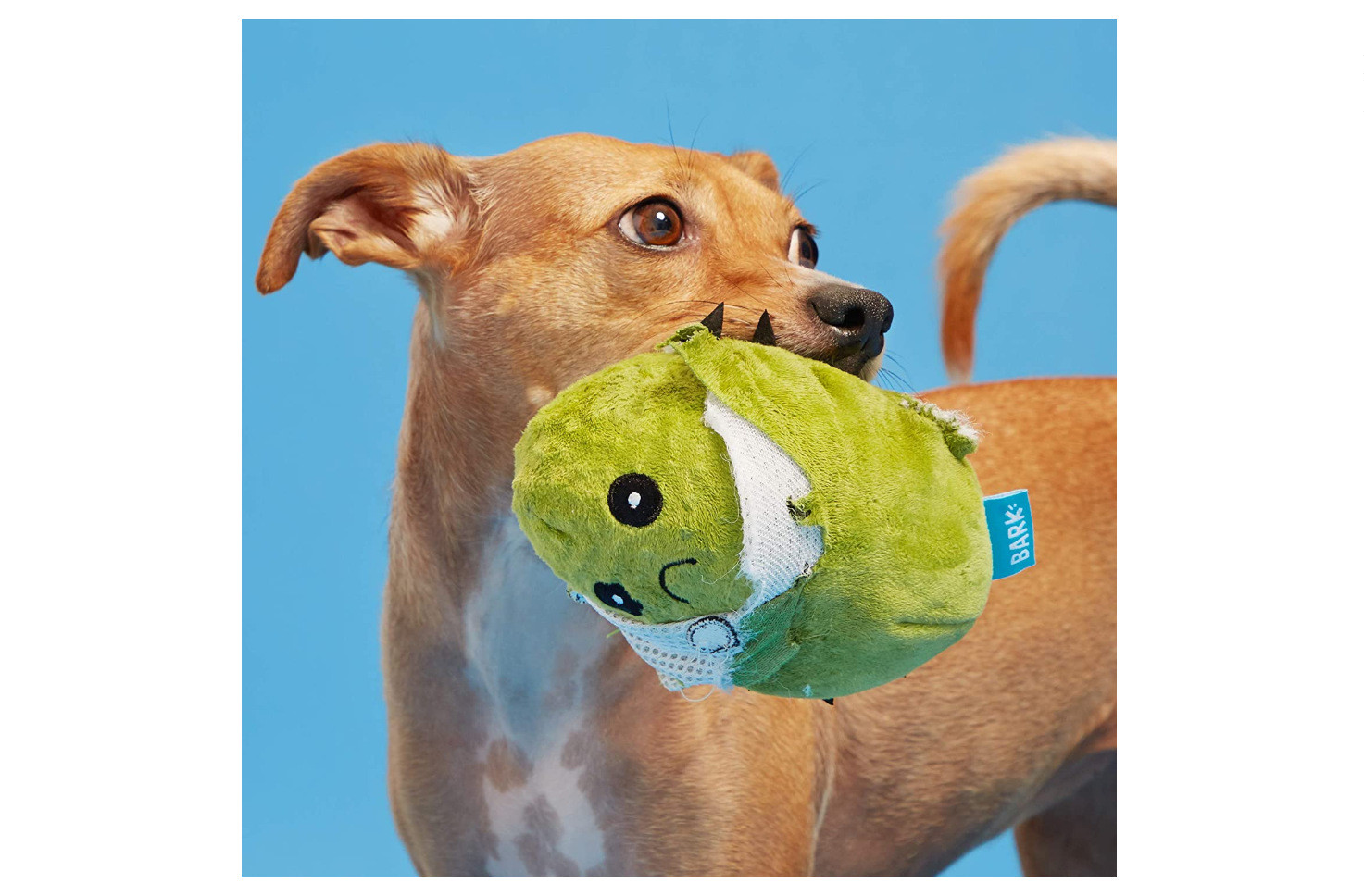 Pet Dog Cat Bite Molar Dog Bite Toy Tear Resistant Cactus
