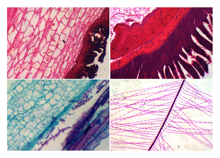 Monocular 900X Gift Box Compond Student Microscope A11.1513 With LED & Mirror Illumination