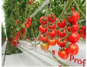 China Agricultural Tomato Plant Greenhouse Covers Hollow PC Board For Against External Damage on sale