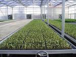 Venlo Type PC Sheet Greenhouse Aluminium Alloy Roof Top Height 4.5m-8.0m