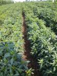 BRC Certificate Dried Red Chilli Peppers 10000-90000shu Pungent Flavor