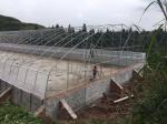 Double Arch Polyethylene Film Greenhouse Agriculture Multi Span Greenhouses