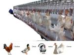 500BPH - 12000BPH Capacity Halal Goose Slaughter Equipment Customizable