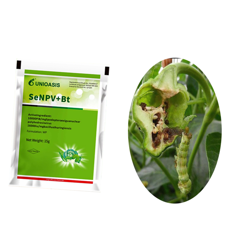 Organic Biological Insecticides WP Natural Pesticide Powder Nuclear Polyhedrosis Virus SeNPV Effect on Cabbage Worm