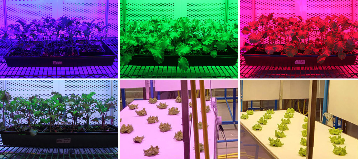 480watt Greenhouse Plant Light Dimmable Led Grow Light Spectrum Control Medical Plant Veg Led Grow Light Bar