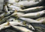 Whole Round 60g 80g Delicious Sea Fresh Frozen Mackerel