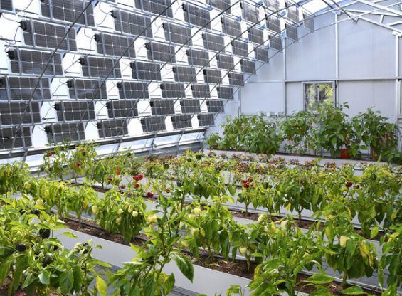 PE/Po Plastic Film Photovoltaic Greenhouse System