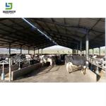 Prefabricated Cattle Goat House Steel Structure Dairy Farm Building Cow Barn