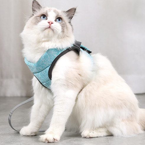 small cat harness and lead
