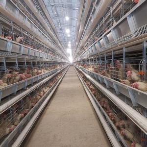 Wholesale H Type Chicken Layer Battery Cage Poultry Farm Equipment Automatic 10 Tiers from china suppliers