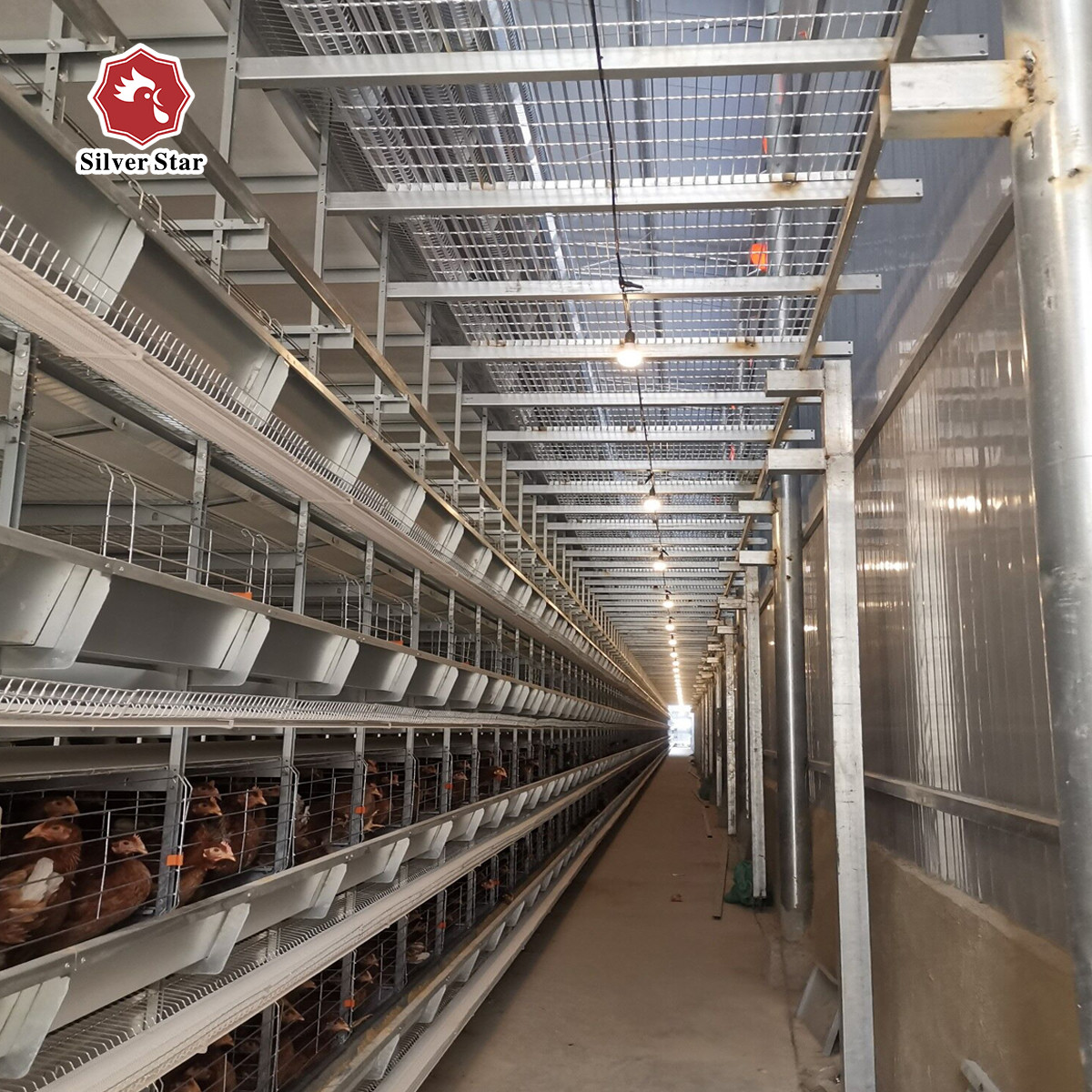 H Type Automatic Layer Chicken Cage Poultry Chicken Farm Used