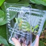 Plant Packing Box Plastic Live Plant Shipping Blister Box Clamshell Packaging