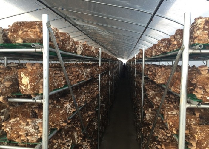 Strong Polytunnel Greenhouse 3m X 2m 9m 10m Growing Mushroom Natural Ventilation Shade Net