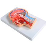 Medical Education Human Anatomy Head Cross Section Model 35*30*5cm Size