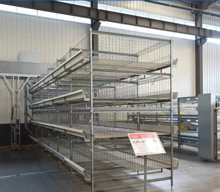 Galvanized Steel Adjustable Height Corrosion Resistant Poultry Feeding System for Broilers
