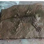 Outdoor Dinosaur Skeleton Replica Model Life Size RoHS Approved