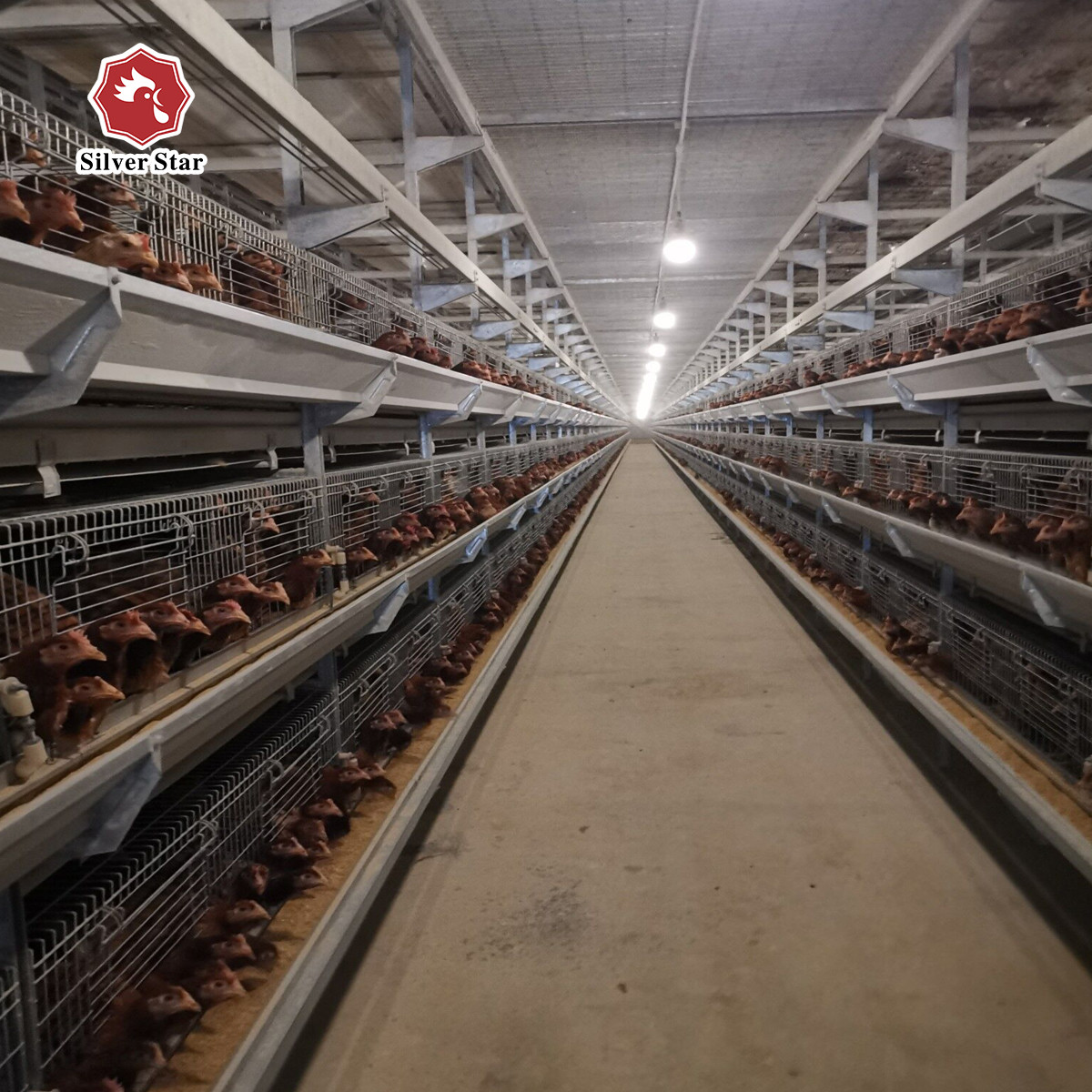 Galvanized Steel Broiler Poultry Farm Equipment H Type 10000 Birds Battery Broiler Poultry Chicken Cage