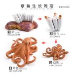 Squid Octopus Life Cycle Figure Model Toy For Boys Girls Kids