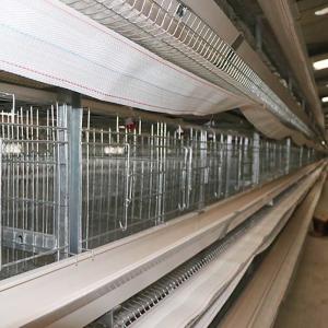 Wholesale Auto Feeding Egg Laying Chicken Cages , Q235 Steel Wire Layer Bird Cage from china suppliers