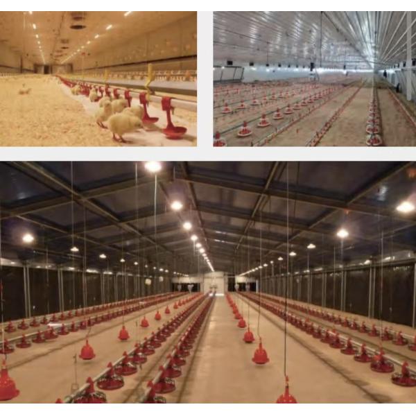 KXD Poultry House Equipment Automatic Broiler Feeding System For Broilers / Layers