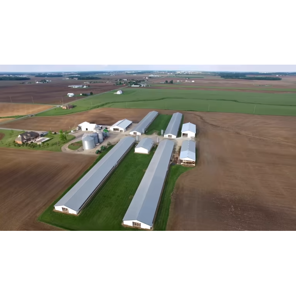 Automatic Poultry House with Integrated Feeding System, High-Strength Steel Structure, and Intelligent Environmental Control