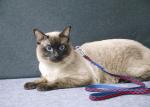 Vest Cat Harness And Leash Set For Walking Escape Proof