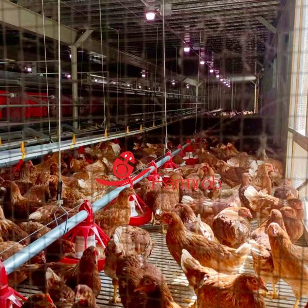 2 Tiers 3 Tiers Cage Free System Automatic Cage Free Egg Production Systems
