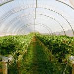 Low Or High Tunnel Plastic Greenhouse Hot Dip Galvanized High Latitude Area