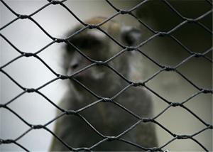 Wholesale Recyclable Stainless Steel Woven Wire Mesh 30x30mm For Bird Cages 7x19 from china suppliers