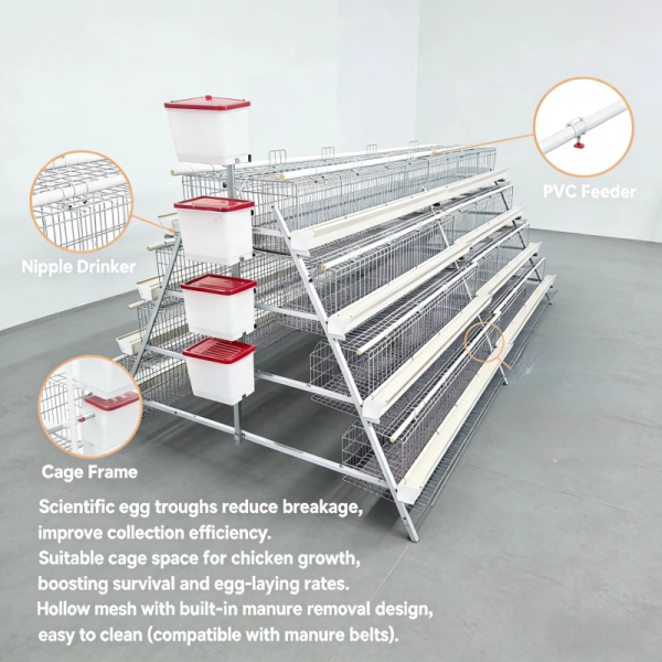 Large Scale 10000 Birds Hot Dip Galvanized Poultry Chicken Cage with Automated Feeding System