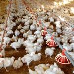 400kg/H Poultry Farming Equipment For Broilers Products